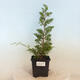 Outdoor bonsai - Juniperus chinensis Itoigawa-jałowiec chiński - 1/4