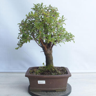 Bonsai na zewnątrz - Mahalebka - Prunus mahaleb - 1