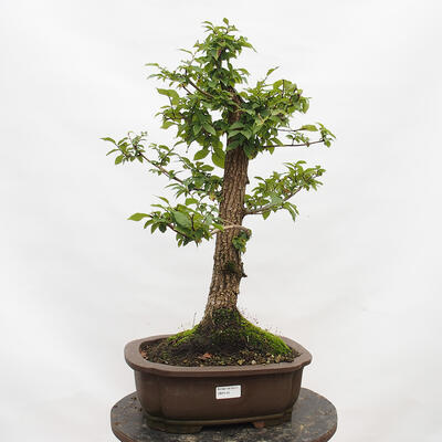 Outdoor bonsai-Ulmus Glabra-twardy wiąz - 1
