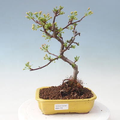Outdoor bonsai - Malus sargentii - Jabłoń drobnoowocowa - 1