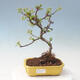 Outdoor bonsai - Malus sargentii - Jabłoń drobnoowocowa - 1/6