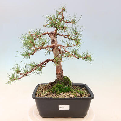 Outdoor bonsai - Pinus Sylvestris - sosna zwyczajna - 1
