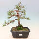 Outdoor bonsai - Pinus Sylvestris - sosna zwyczajna - 1/4