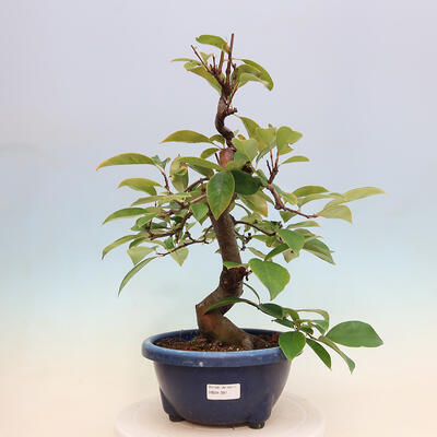 Outdoor bonsai - Pseudocydonia sinensis - pigwa chińska - 1