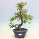Outdoor bonsai - Pseudocydonia sinensis - pigwa chińska - 1/6