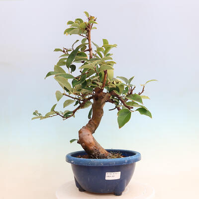 Outdoor bonsai - Pseudocydonia sinensis - pigwa chińska - 1