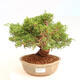 Outdoor bonsai - Juniperus chinensis Itoigawa - Jałowiec chiński - 1/5