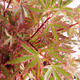 Outdoor bonsai - Acer palmatum Butterfly - 1/3
