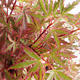 Outdoor bonsai - Acer palmatum Butterfly VB2020-696 - 1/3