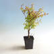 Outdoor bonsai-Acer palmatum Koto Maru - 1/4