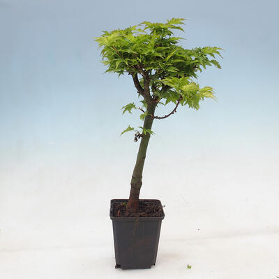 Klon - Acer palmatum Shishigashira 1 kawałek - 1