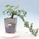Kryty bonsai - Grewia occidentalis - Lawendowa gwiazda - 1/7