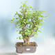 Outdoor bonsai - Ginkgo biloba - 1/5