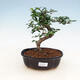Kryty bonsai - Carmona macrophylla - Tea fuki - 1/5