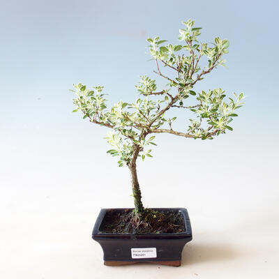 Kryty bonsai - Serissa foetida Variegata - Drzewo Tysiąca Gwiazd