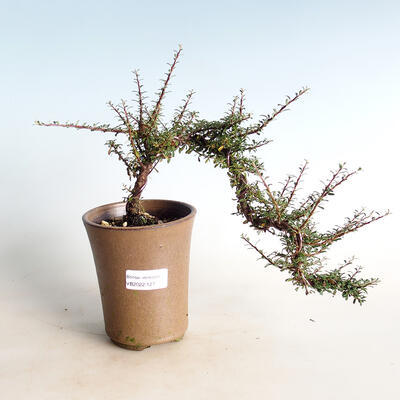 Outdoor bonsai-irga astrofor-rockrose