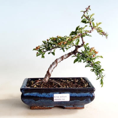 Outdoor bonsai-Pyracanta Teton -Hlohyny - 1