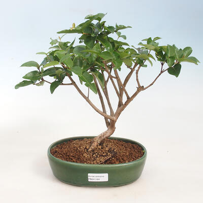Kryty Bonsai - Wiśnia Australijska - Eugenia uniflora