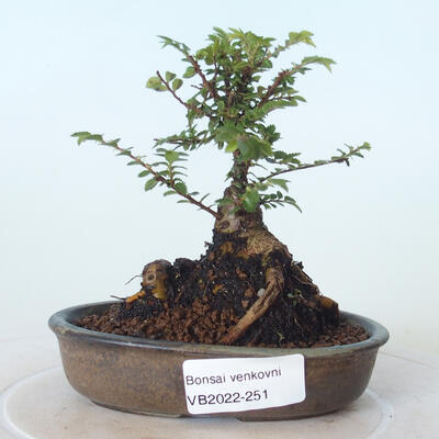Bonsai zewnętrzne - Ulmus parvifolia SAIGEN - Wiąz drobnolistny - 1