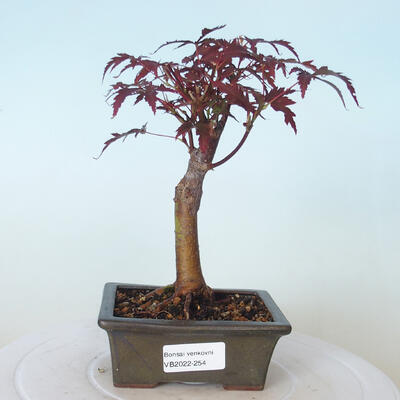 Bonsai zewnętrzne - palma Acer. Atropurpureum-Czerwony liść palmowy - 1