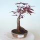 Bonsai zewnętrzne - palma Acer. Atropurpureum-Czerwony liść palmowy - 1/6
