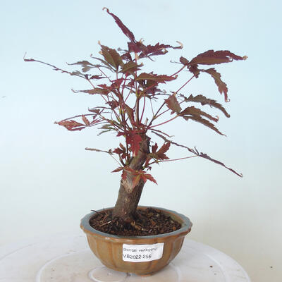 Bonsai zewnętrzne - palma Acer. Atropurpureum-Czerwony liść palmowy - 1