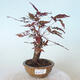 Bonsai zewnętrzne - palma Acer. Atropurpureum-Czerwony liść palmowy - 1/5