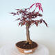 Bonsai zewnętrzne - palma Acer. Atropurpureum-Czerwony liść palmowy - 1/5