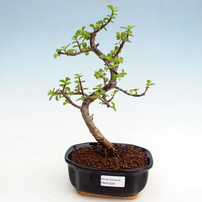 Kryty bonsai - Portulakaria Afra - Tlustice - 1