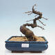 Outdoor bonsai -Larix decidua - modrzew - 1/4