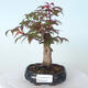 Bonsai outdoor - Maple palmatum DESHOJO - Maple palmate - 1/6
