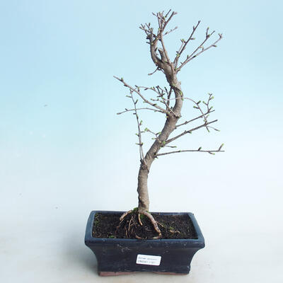 Outdoor bonsai - Pamodřín - 1