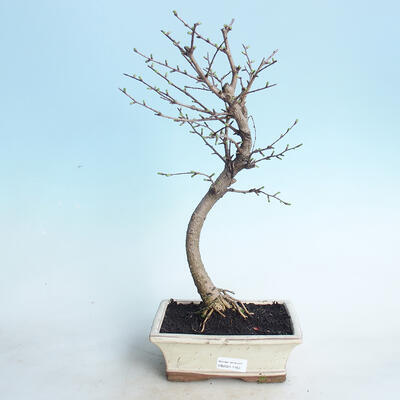 Outdoor bonsai - Pamodřín - 1