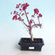 Outdoor bonsai - Maple palmatum DESHOJO - Maple palmate - 1/4
