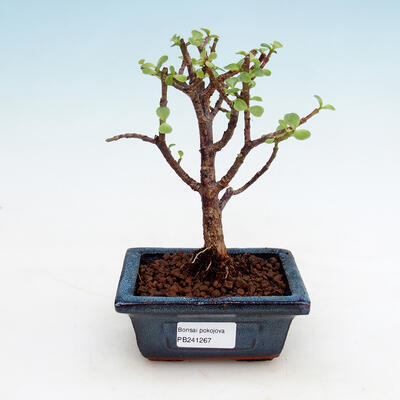 Kryty bonsai - Portulakaria Afra - Tlustice - 1