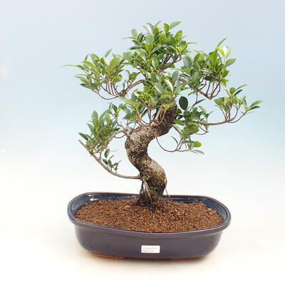 Kryty bonsai - figowiec drobnolistny