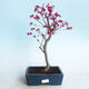 Outdoor bonsai - Maple palmatum DESHOJO - Maple palmate - 1/4