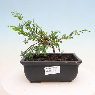 Outdoor bonsai - Maple Buergerianum - Maple Burger - 1