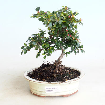 Outdoor bonsai-Cotoneaster horizontalis-Rock Garden - 1