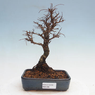 Outdoor bonsai - Zelkova - Zelkova NIRE - 1