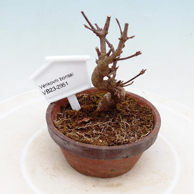 Outdoor bonsai - Maple Buergerianum - Maple Burger - 1
