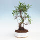 Kryty bonsai - Ficus kimmen - fikus drobnolistny - 1/2