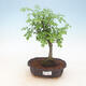 bonsai Room - Fraxinus uhdeii - sala Ash - 1/2