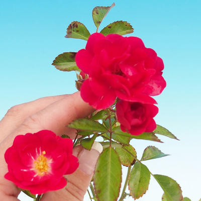 Rosa Rote Fairy - parviforum czerwone róże - 1