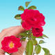 Rosa Rote Fairy - parviforum czerwone róże - 1/2