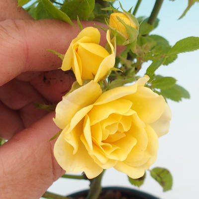 Rosa Yelow - parviforum żółte róże - 1