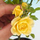 Rosa Yelow - parviforum żółte róże - 1/2