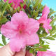Outdoor bonsai - Rhododendron sp. - Azalia różowa - 1/3