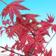 Outdoor bonsai - Klon palmatum DESHOJO - Klon dlanitolistý - 1/2