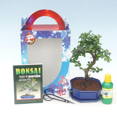 Ficus retusa - ficus malolistý, bonsai pokoju w pudełku